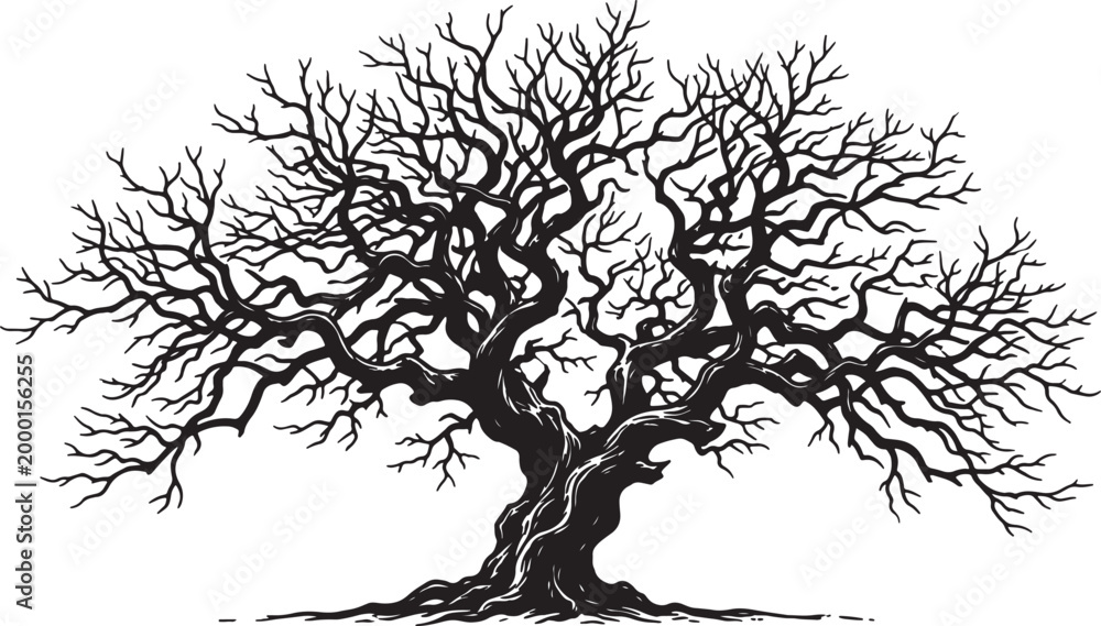 Fototapeta premium Bare, twisted tree trunk with sprawling branches, line style also transparent background, leafless
