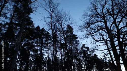 Stockholm Sweden A pre-dawn view in the forest with silhouetted trees. 