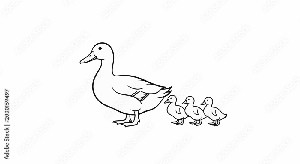 Fototapeta premium A mama duck leads her three ducklings in single file across a white background