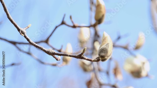 Fuzzy White Magnolia Buds on Bare Spring Branches