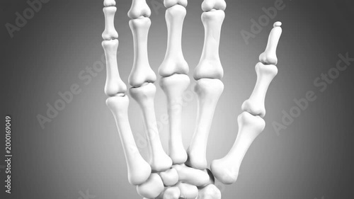 3D Human Hand Bone Structure Animation - Skeletal Anatomy Rotational View