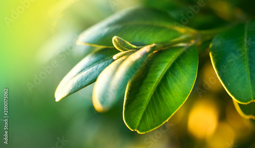 Fotografie Macro nature photograph of lush green leaves with soft sunlight filtering through the foliage