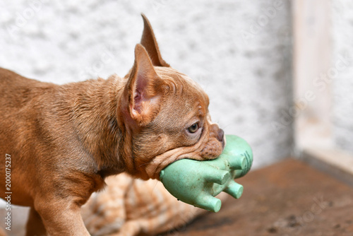 Obraz na plátně Isabella Sable French Bulldog dog puppy carrying squeaky toy in mouth