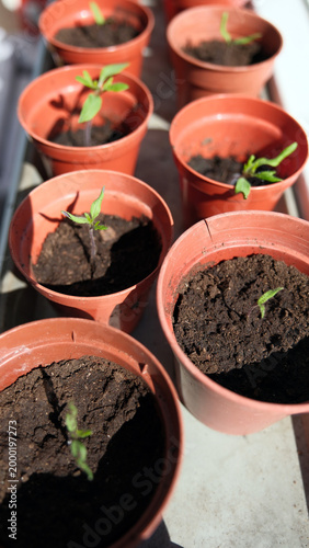 Young Tomato Seedlings Growing in Small Plastic Terracotta Pots on a Sunlit Windowsill