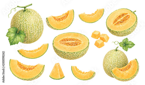 Watercolor melon illustration set featuring whole, sliced, and seeded melon pieces with fresh leaves on a clean white background. Soft, refreshing tones perfect for food or menu design assets.