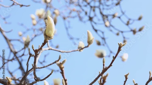 White Magnolia Buds on Branches Against Blue Sky