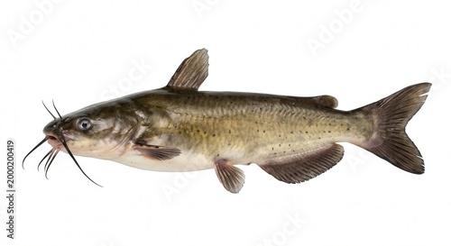 Catfish whole isolated on white 