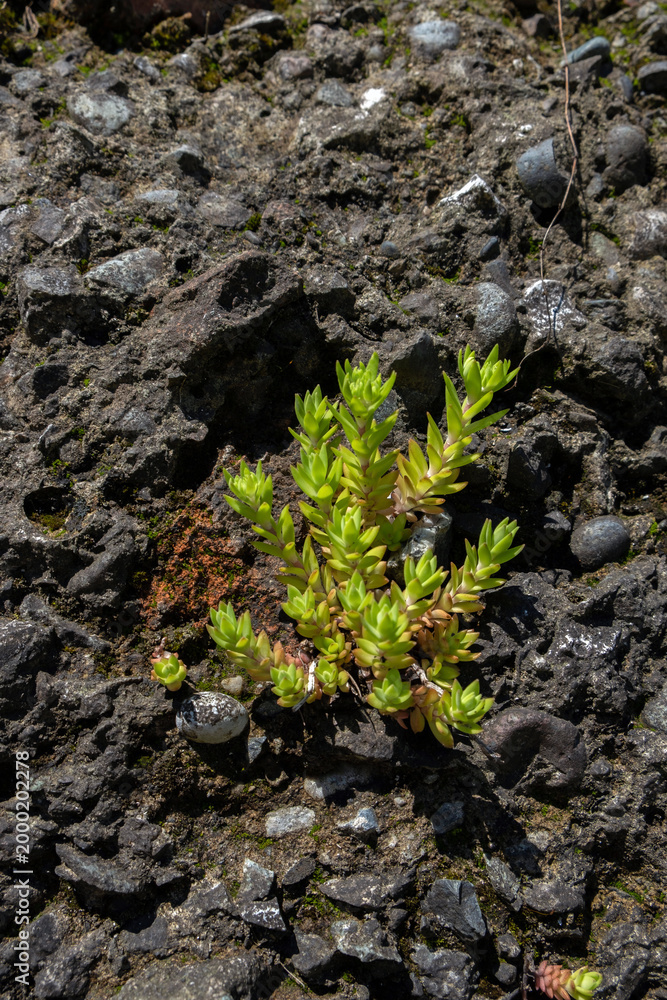 Fototapeta premium Small green succulent plant growing out of dark rocky soil