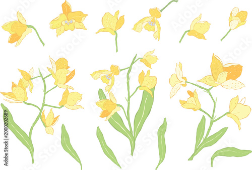 Yellow Orchid Flower Elements Set Hand Drawn Botanical Vector Collection
