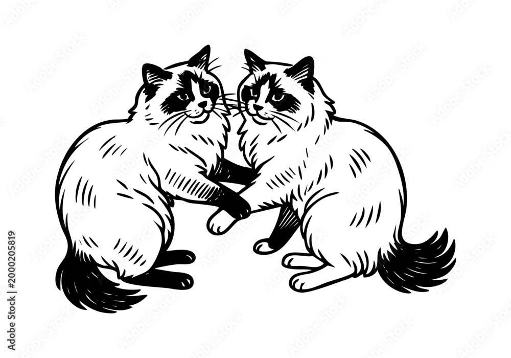 Fototapeta premium Ragdoll Cat hand drawn simple sketch vector illustration