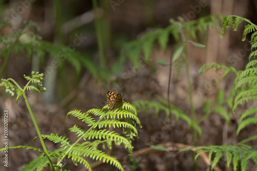 Papillon posé sur une fougère avec arrière-plan vert doux