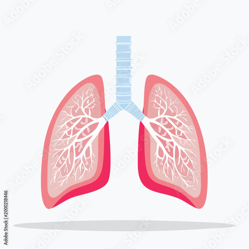 Illustration of Human Lungs and Trachea