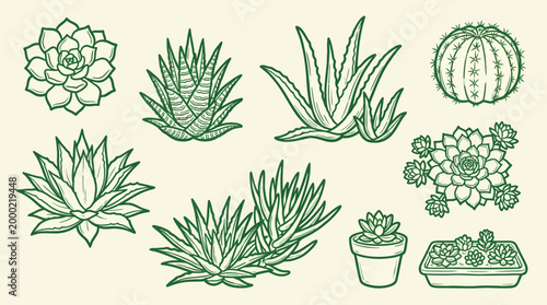 A collection of various succulent plants and cacti, illustrated in a green line art style on a cream background.