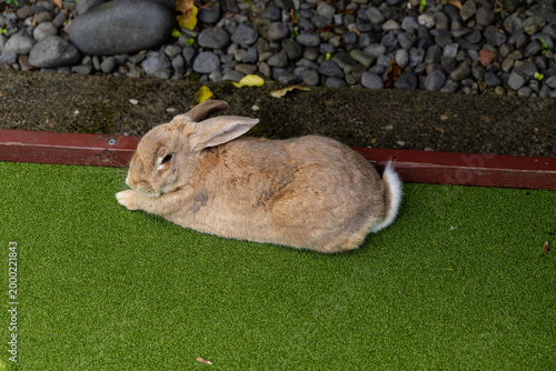 Brown Rabbit Resting Beside Pebble Garden Border