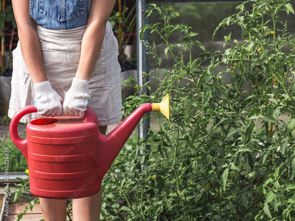 Fototapeta premium Female gardener holding red watering can near tomato plants in greenhouse, denim outfit, protective gloves, sustainable cultivation concept for agriculture, food production, eco lifestyle