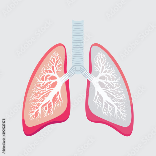 Illustration of Human Lungs and Trachea
