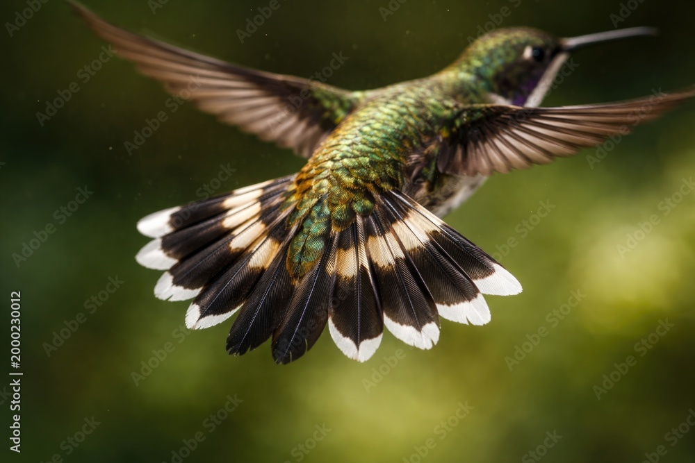 Fototapeta premium Close-up on hummingbird's striped tail mid-flight captured with quick exposure time