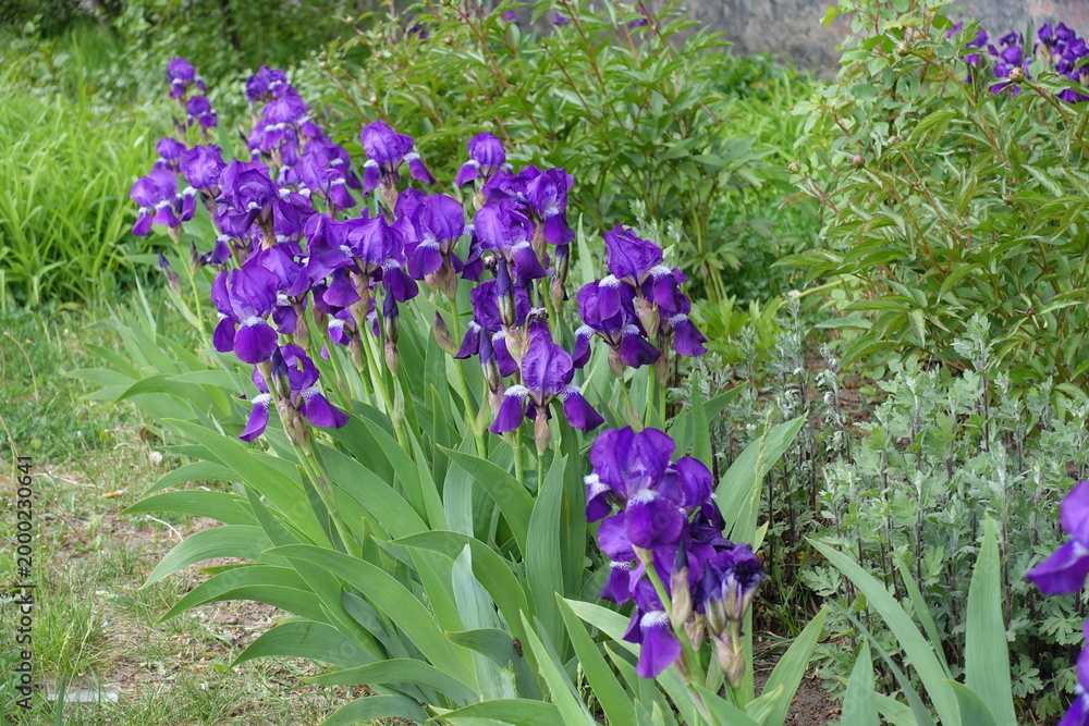 Obraz premium Many purple flowers of common bearded irises in April