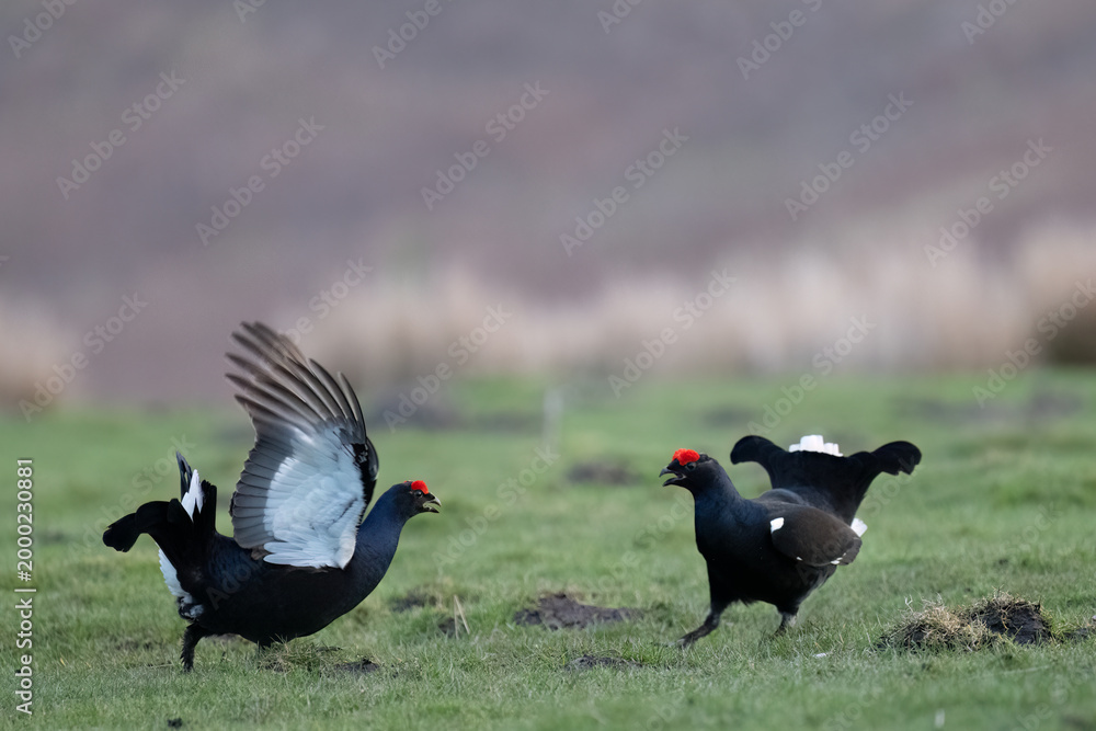 Photography Poster Two black grouse males are displaying during