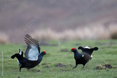Konstfotografi Two black grouse males are displaying during mating season in a grassy field