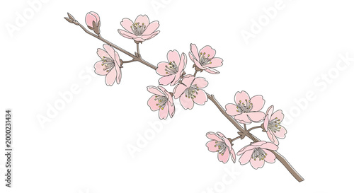 Pink cherry blossom branch, floral vector illustration, spring flowers, blossoming tree