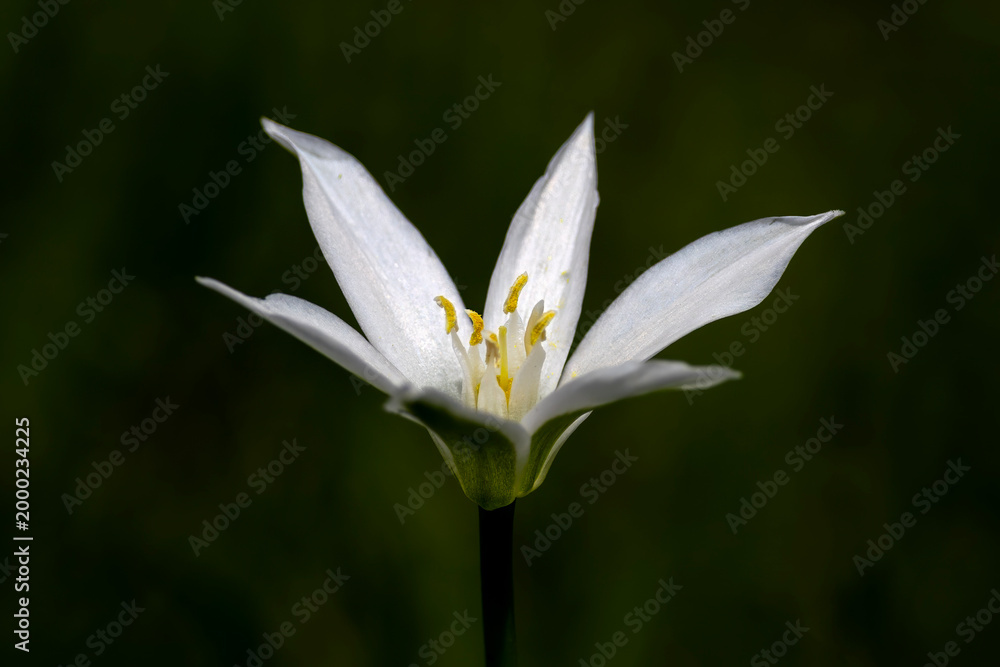 Fototapeta premium white flower in the garden