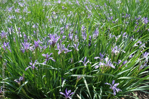 Lots of light purple flowers in the leafage of Iris sibirica in mid May