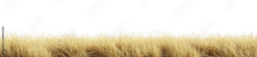 Fototapeta premium dry, golden brown grass against a transparent background. 