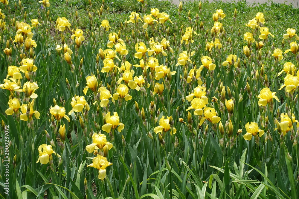 Fototapeta premium Profusion of yellow flowers of Iris germanica in mid May