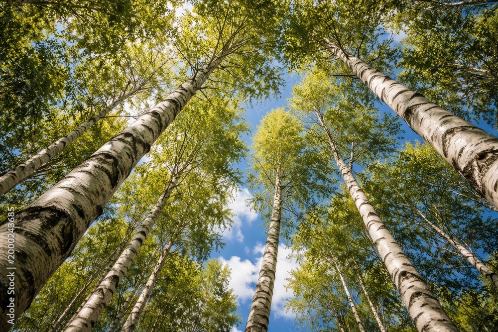 Fototapeta premium Branches of white barked trees reaching up to a blue sky