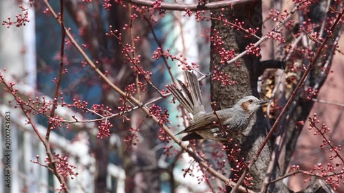 Brown-eared Bulbul Feeding Among Red Flower Buds