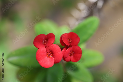 Euphorbia milii is a species of flowering plant in the spurge family Euphorbiaceae