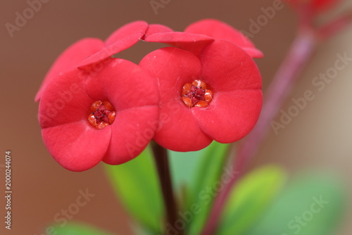 Euphorbia milii is a species of flowering plant in the spurge family Euphorbiaceae