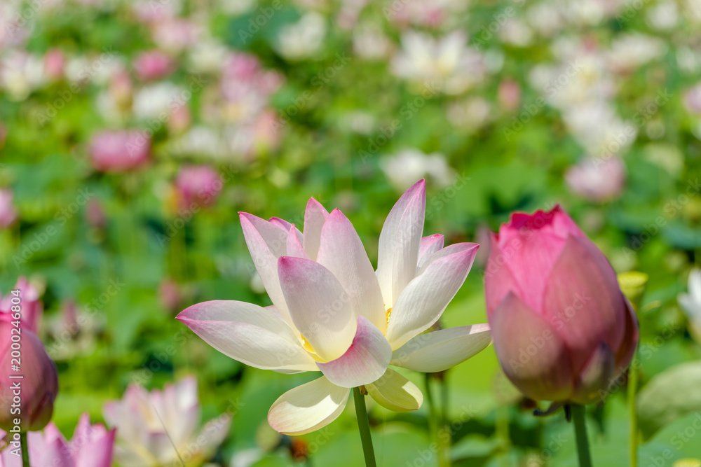 Obraz premium 鮮やかなピンクの縁取りが美しいハスの花のクローズアップ。蕾とともに咲き始める生命力あふれる瞬間の描写。背景の緑と柔らかなボケが主役を際立たせる、夏の季節感あふれる上品な植物写真。