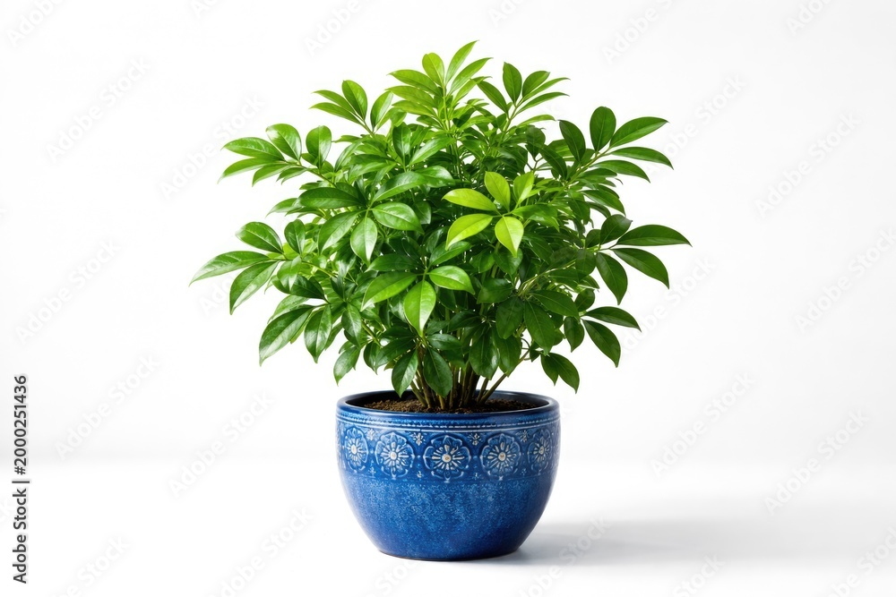 Fototapeta premium Green plant with vivid leaves in decorative blue pot against white backdrop with ample copy space