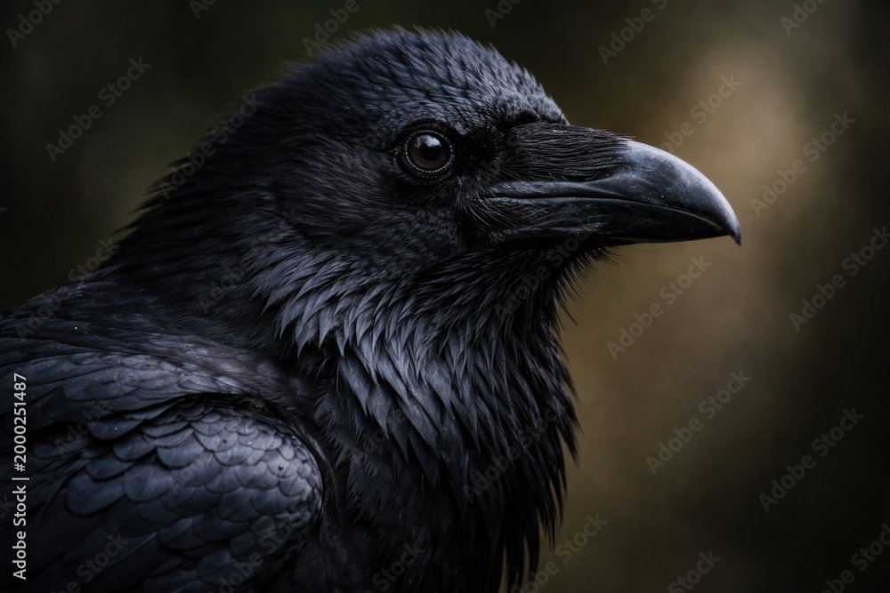 Obraz premium Dark raven bird profile captured in sharp close up