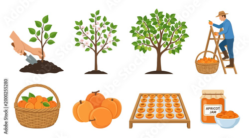 Illustrative sequence depicts the life cycle of an apricot tree from planting to harvesting dried fruit and jam.