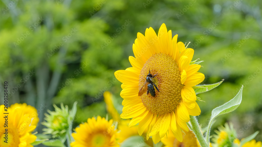 Obraz premium 満開のひまわりの花に集まる大きな黒いクマバチ。夏の太陽を浴びて輝く黄色い花びらと昆虫の生態を捉えた、生命力あふれる自然風景。