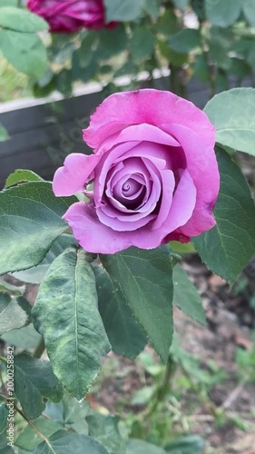Beautiful Pink Lavender Rose Flower Close Up Vertical Video, Spring Garden Bokeh Background

