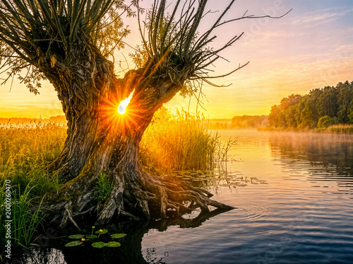 Pollard willow by misty river sunrise