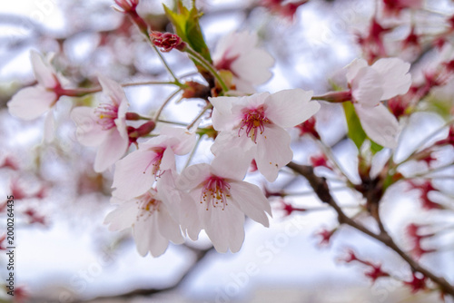 Close-up of Cherry Blossoms in Bloom