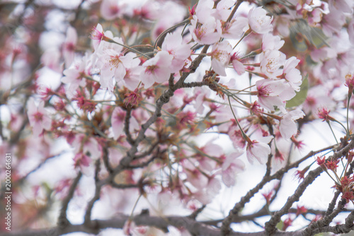 Close-up of Cherry Blossoms on Tree Branches