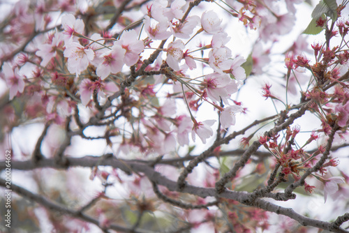 Close-up of Cherry Blossoms on Tree Branches