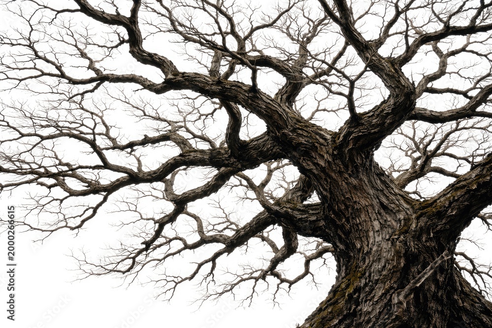 Fototapeta premium Ancient tree limbs creating an eerie network against a clean white backdrop