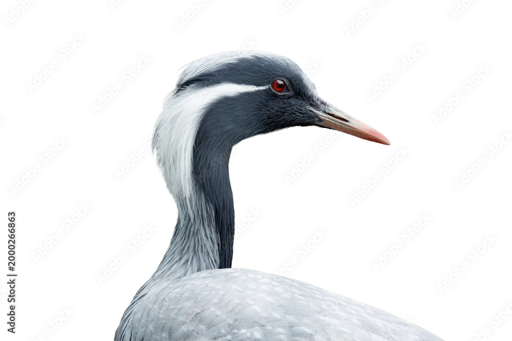 Fototapeta premium Portrait of a demoiselle crane isolated on white background.