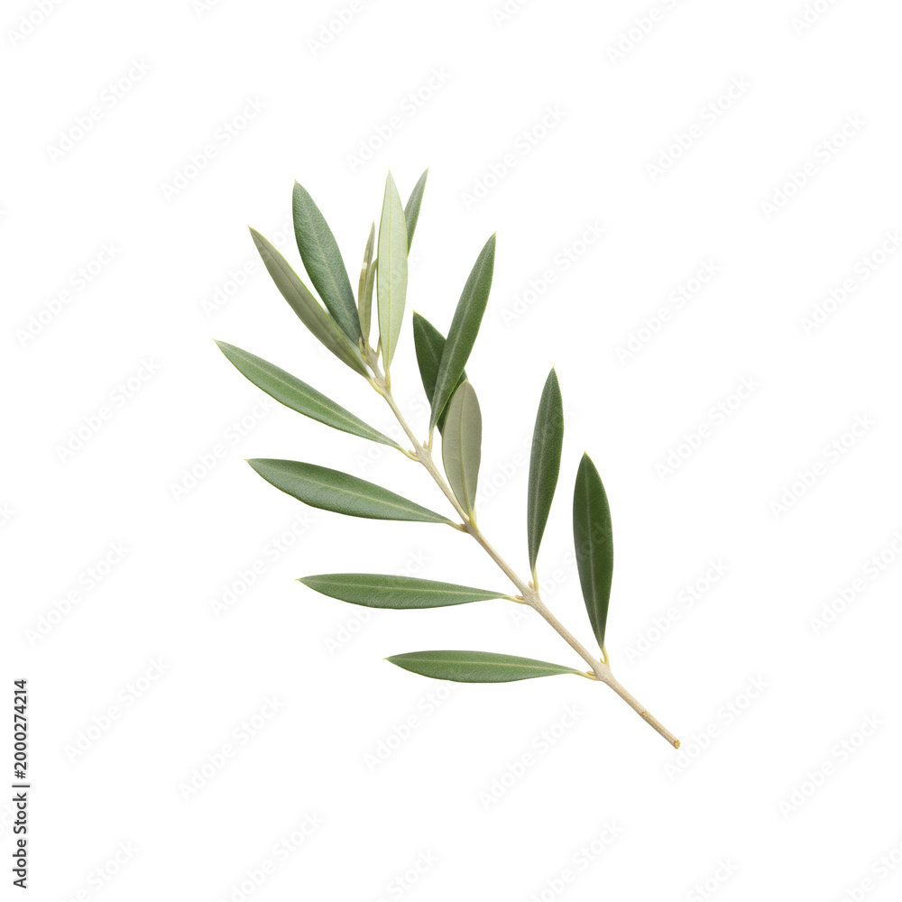Fototapeta premium A delicate silvery-green olive sprig with a slender woody stem isolated on a transparent background under soft studio light concept of botanical elegance