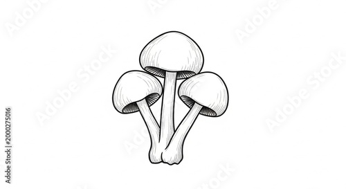 Delicate Illustration of Three Mushrooms on a White Background.