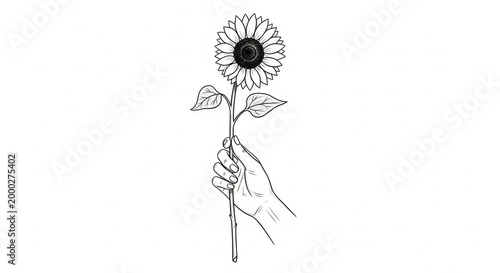 Delicate Hand Holding a Single Sunflower Against a White Background.