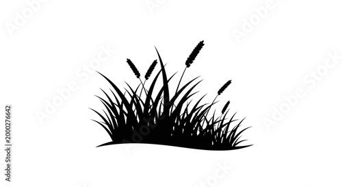 Black silhouette of tall grass and reeds isolated on a white backdrop