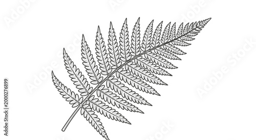 Detailed black and white illustration of a fern leaf isolated on white
